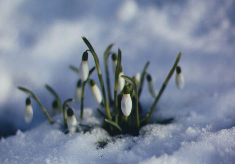 snow-ice-winter-cold-86580